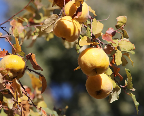 Wild Fruit Reference #26